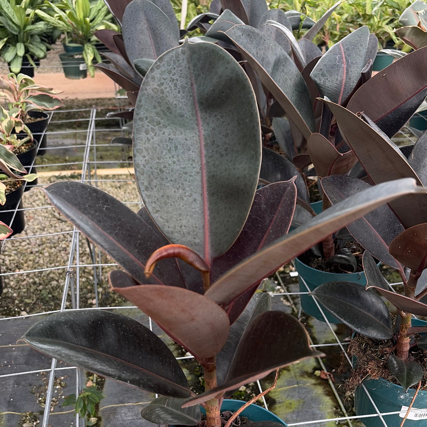Ficus elastica (Rubber Tree)