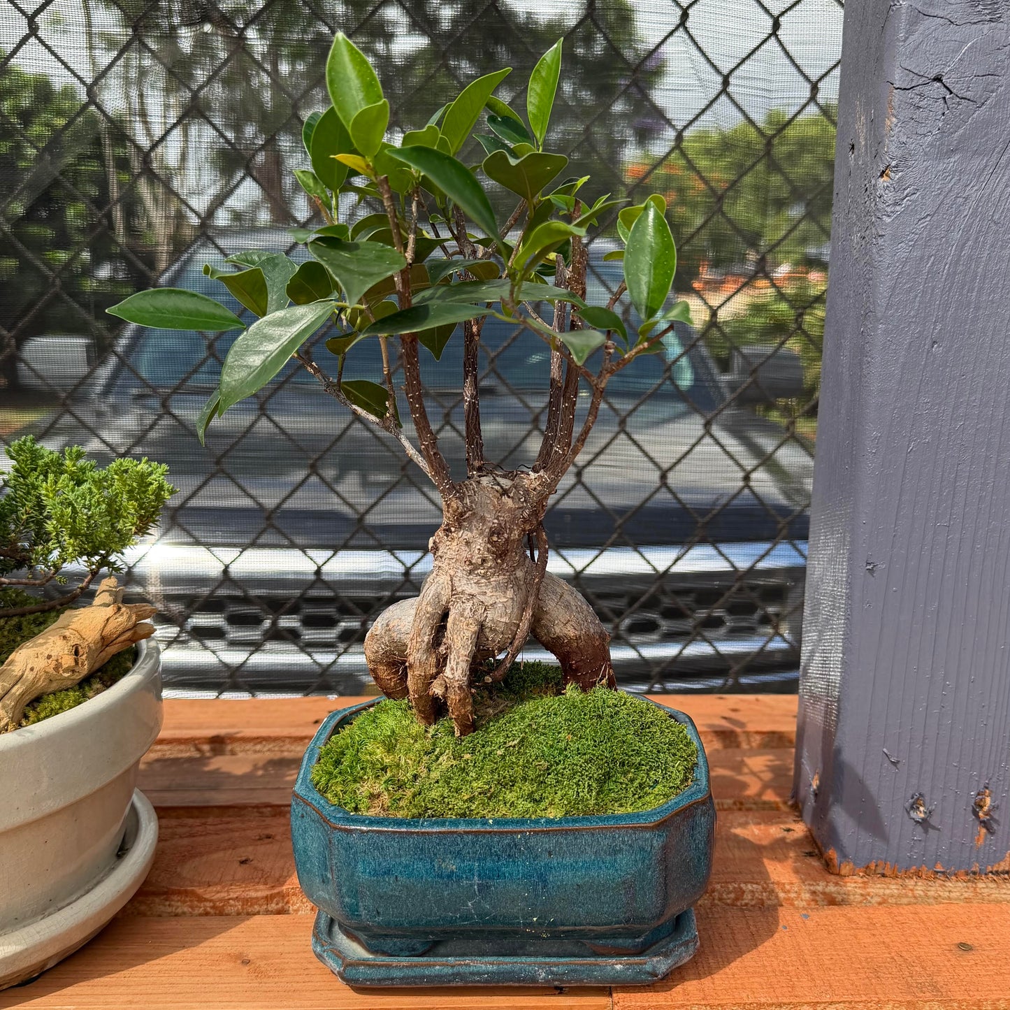 Bonsai - Ficus ginseng Tree in Ceramic Planter