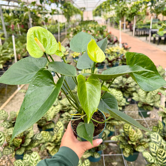 Anthurium 'Fiducia PP'