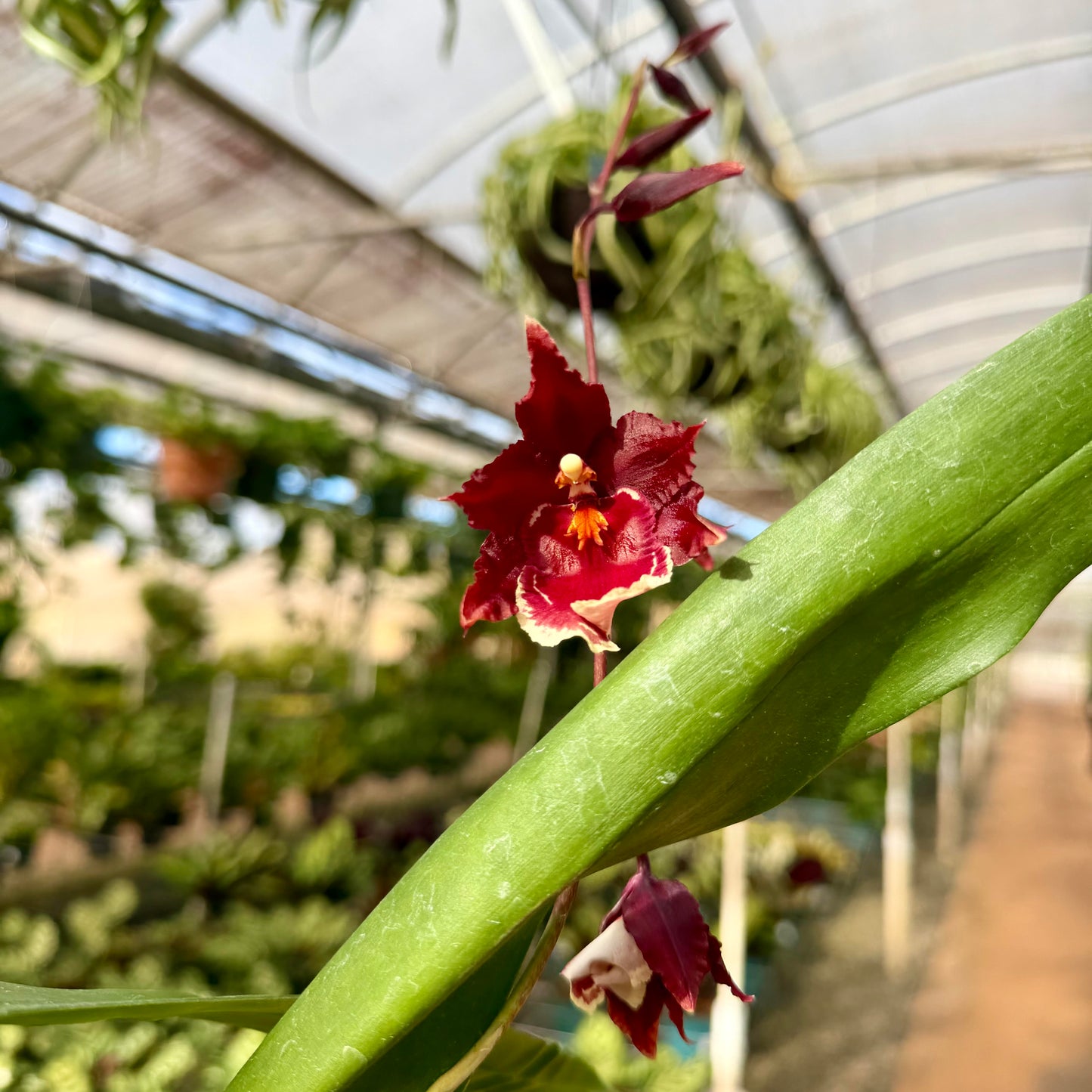 Oncidium Orchids