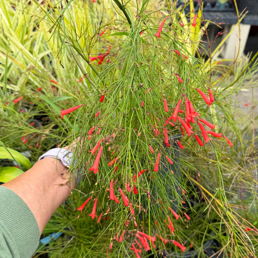 Russelia equisetiformis 'Firecracker Plant'