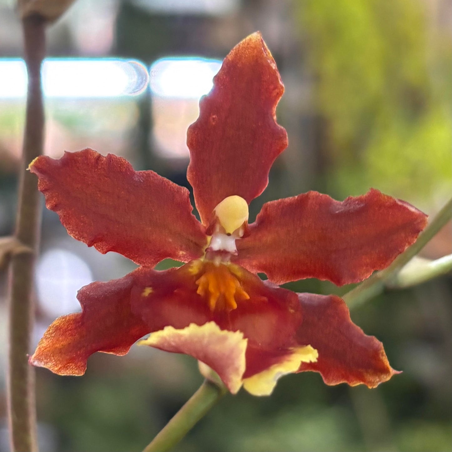 Oncidium Orchids