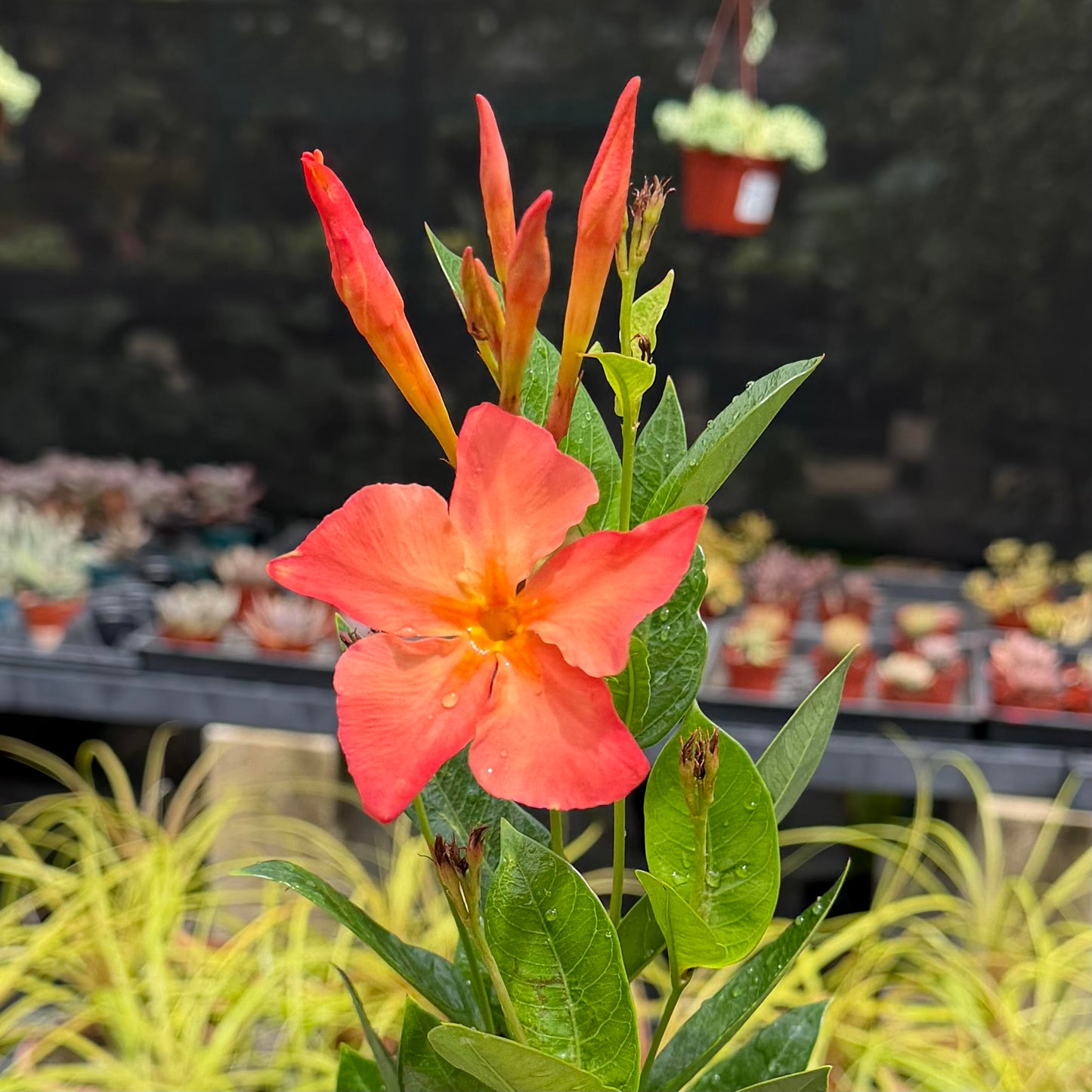 Mandevilla 'Fired up Orange'