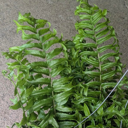 Microsorum punctatum 'Fishtail Fern'