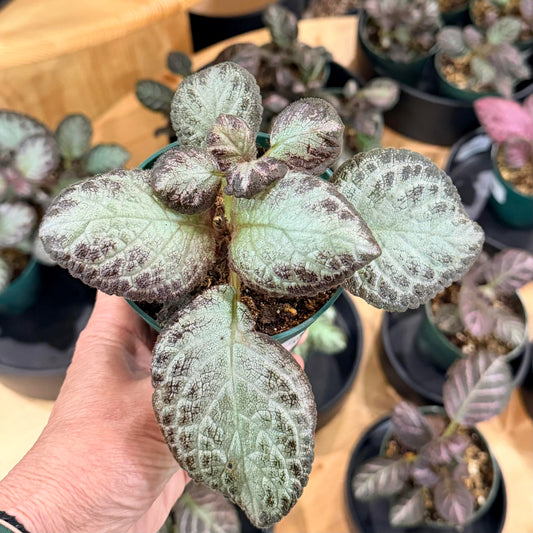 Episcia, "Flame Violet"