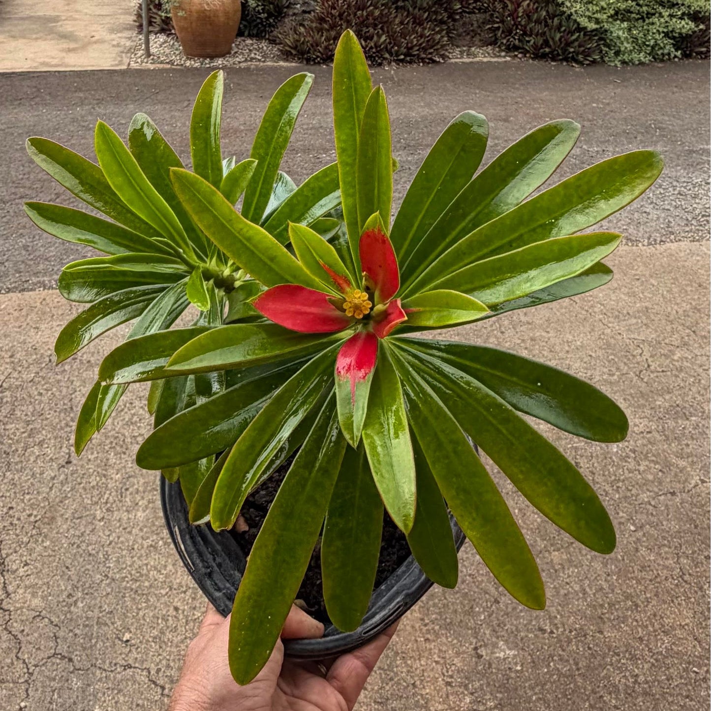 Flame Of Jamaica