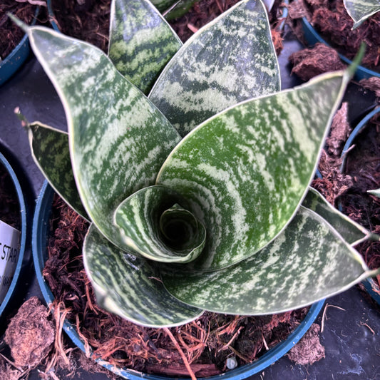 Sansevieria Forest Star