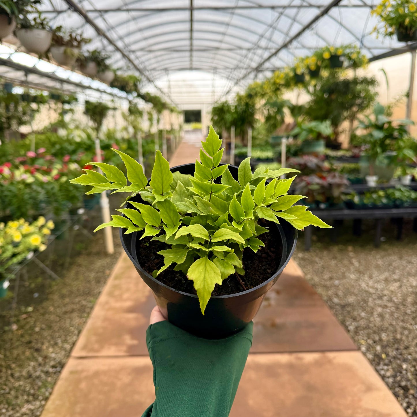 Dwarf Fortune Holly Fern