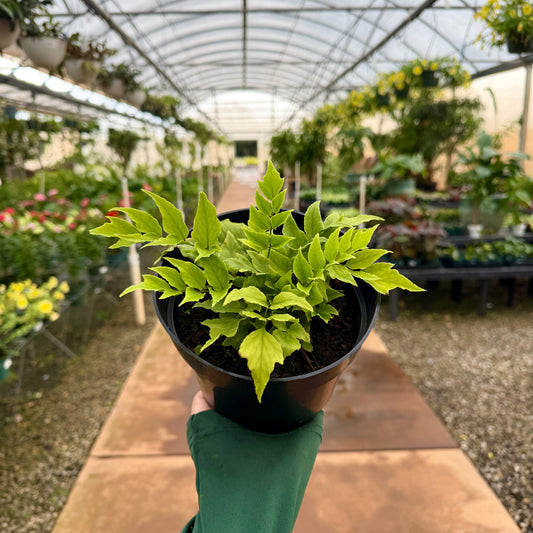 Dwarf Fortune Holly Fern