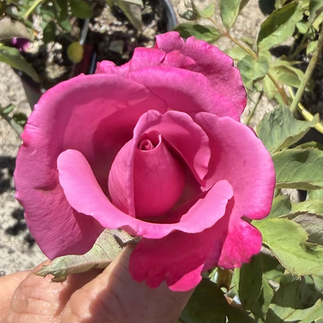 Grandiflora Rose Bush 'Fragrant Plum'