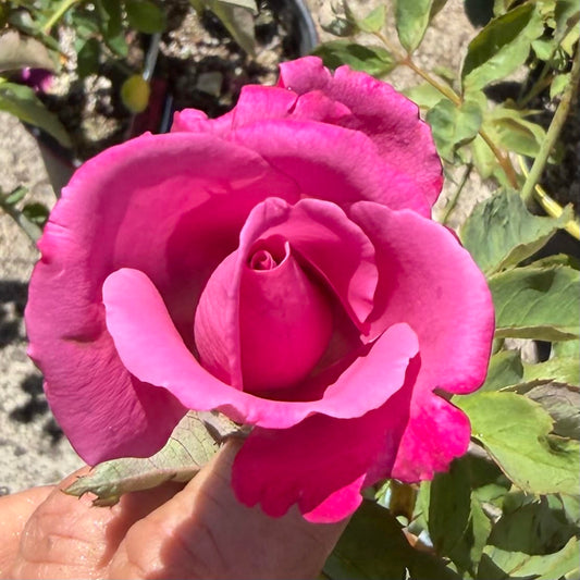 Grandiflora Rose Bush 'Fragrant Plum'