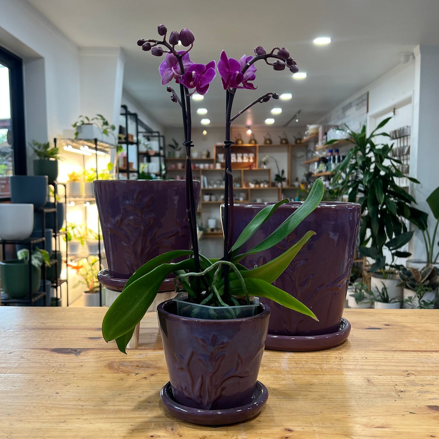 Francis Planter