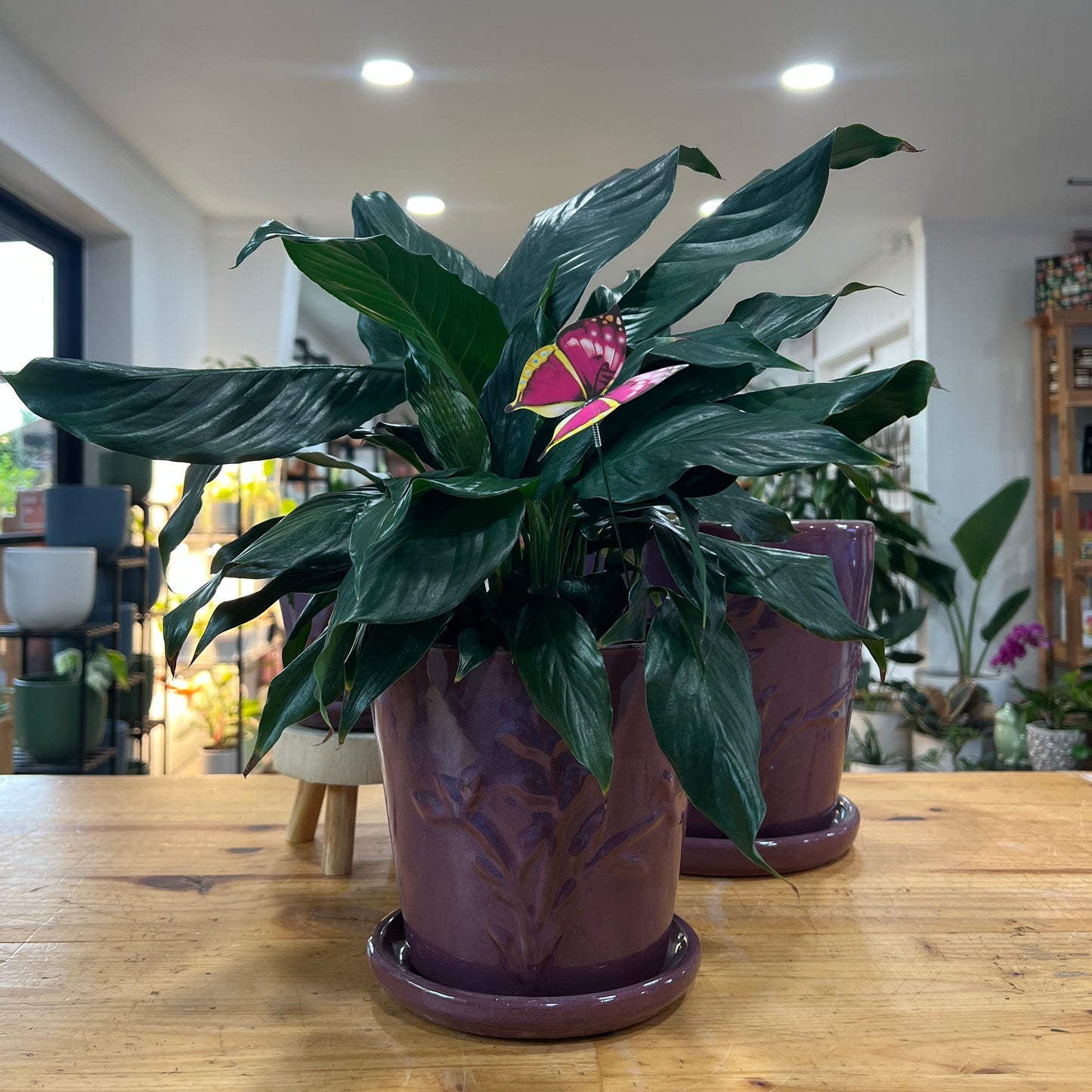 Francis Planter