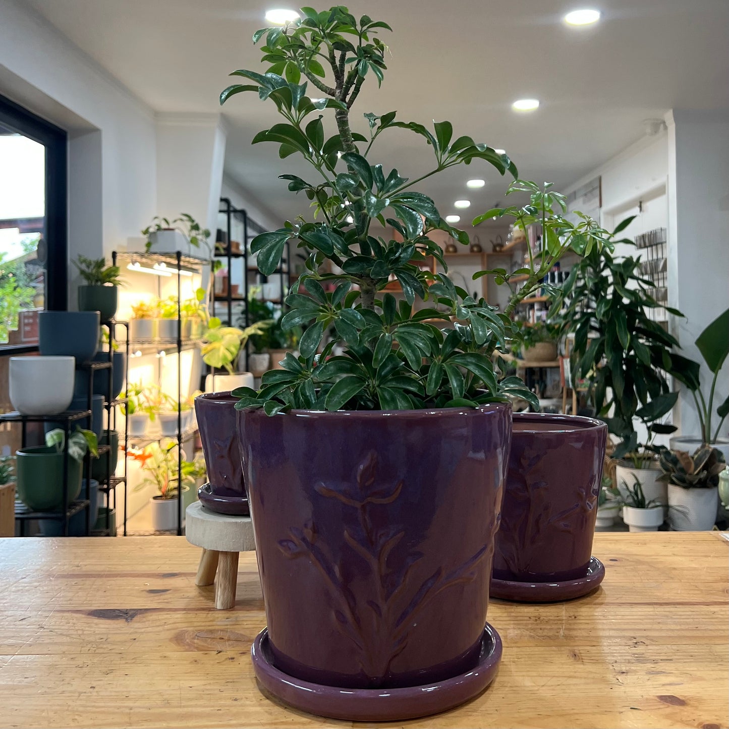 Francis Planter