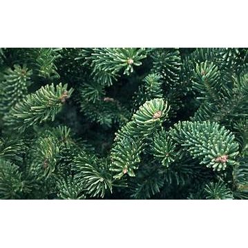 Fraser Fir Tree