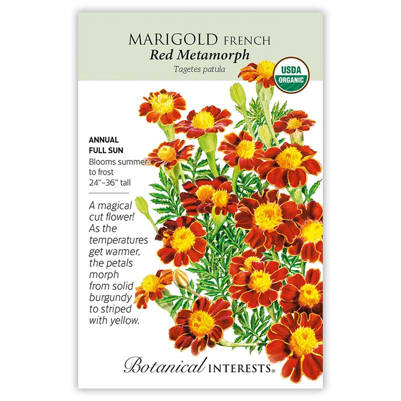 Marigold French seeds, "Red Metamorph"