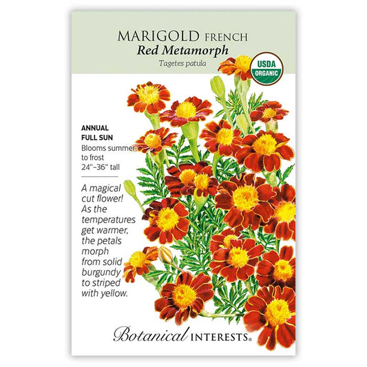 Marigold French seeds, "Red Metamorph"