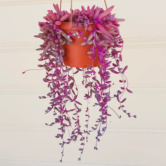 String of Rubies