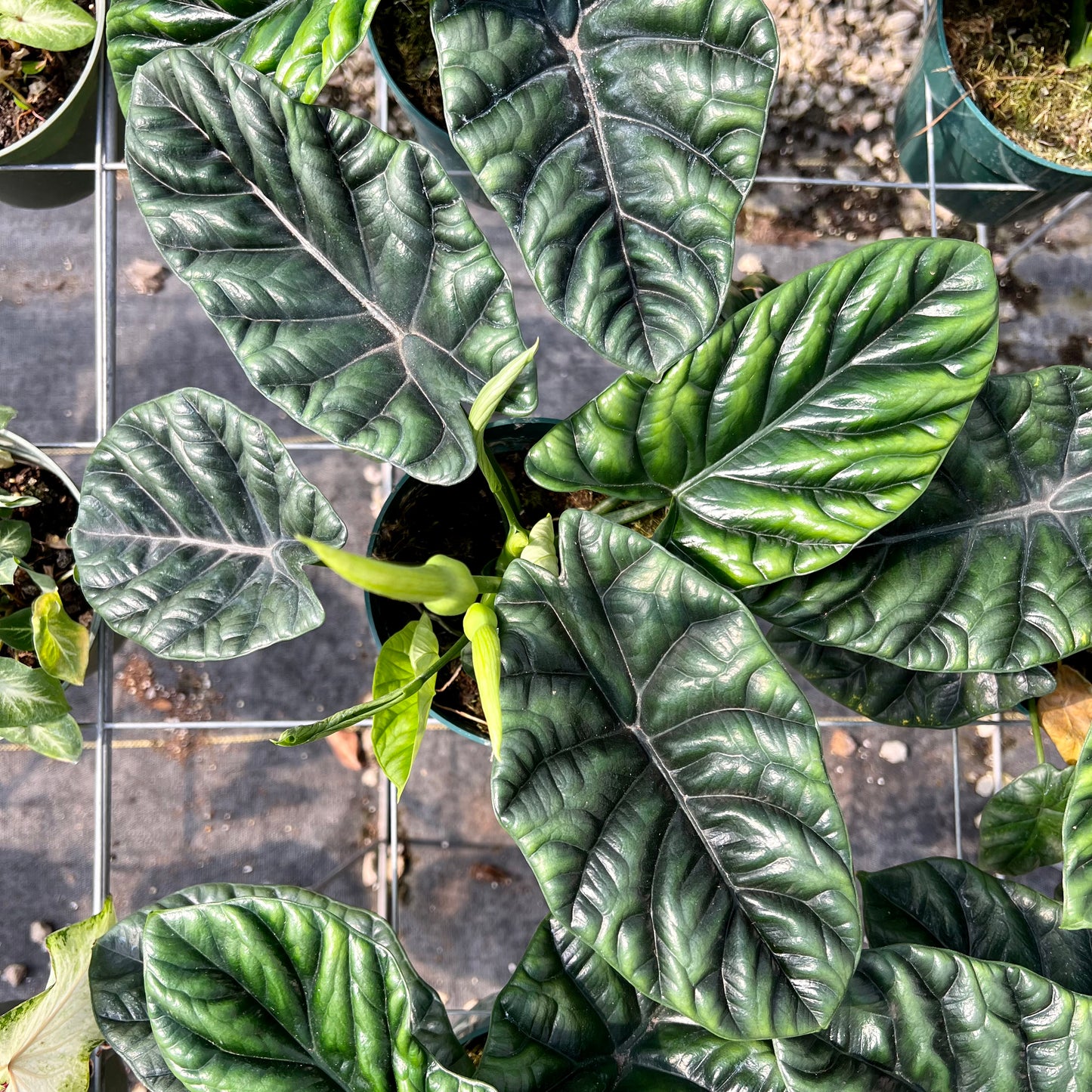 Alocasia Quilted Green