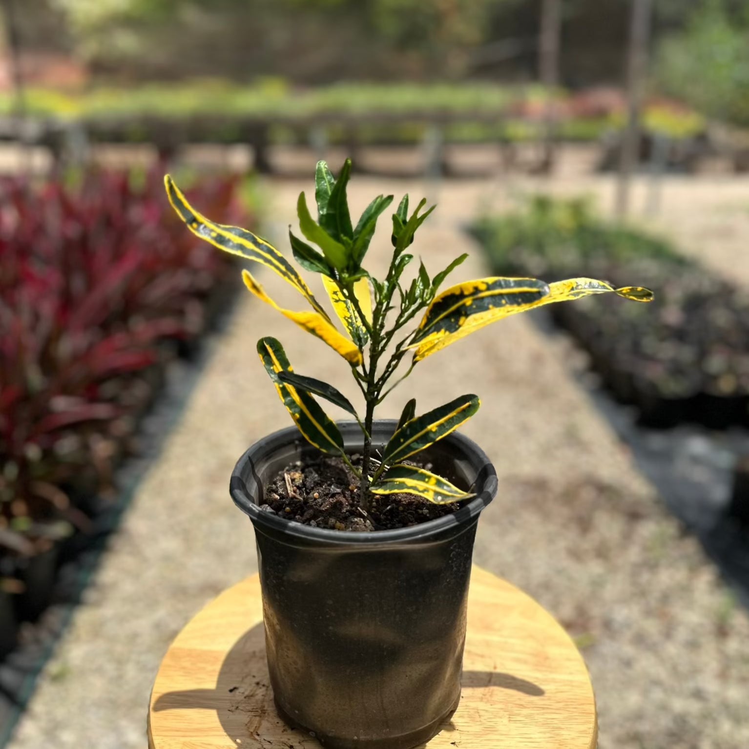 croton mammy yellow Croton Mammy