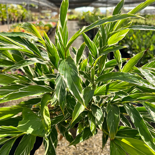 Alpinia zerumbet, "Shell Ginger"