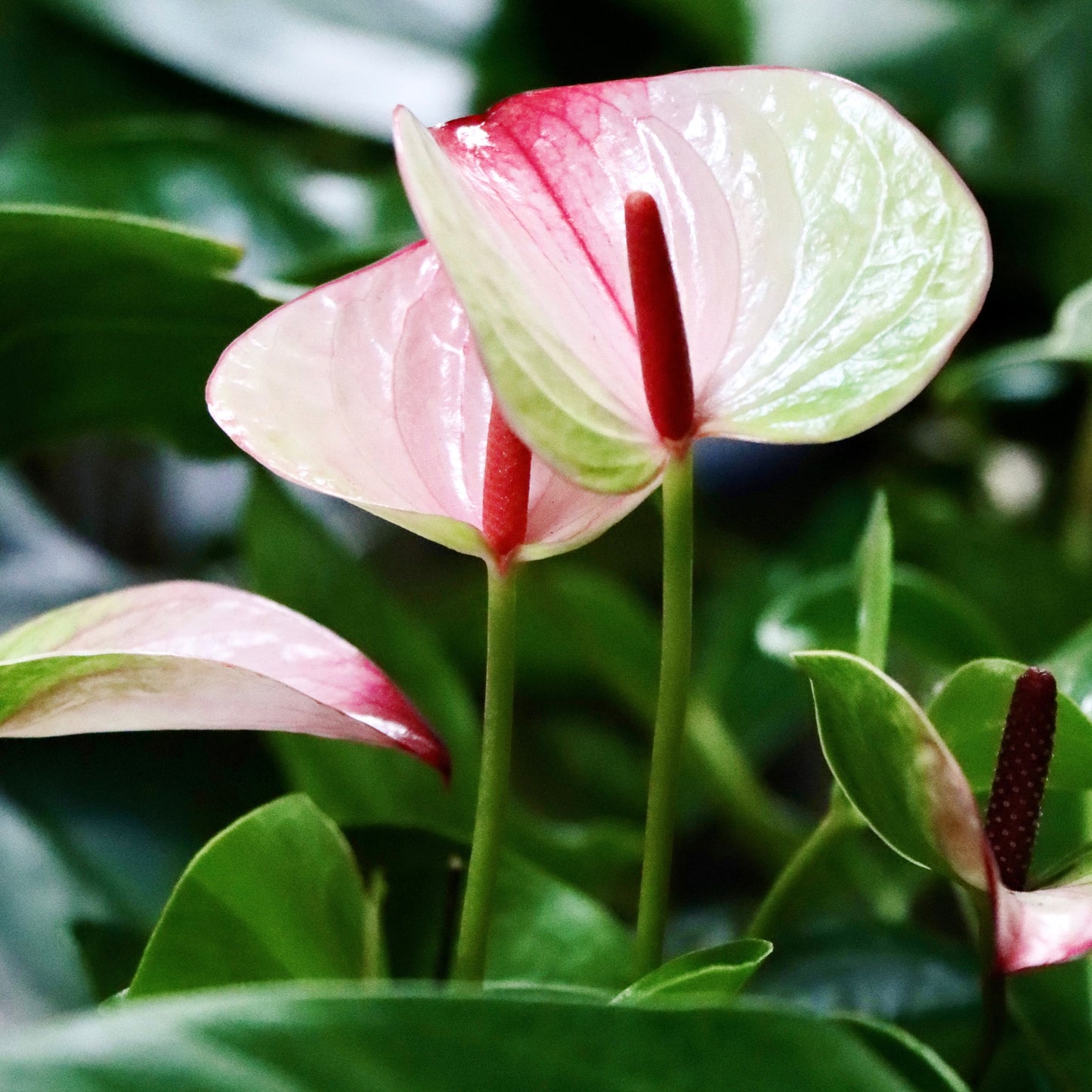 Anthurium, "Mystique"