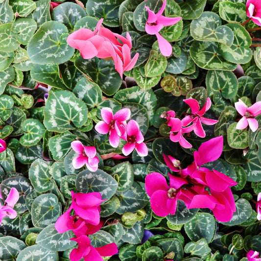 Cyclamen