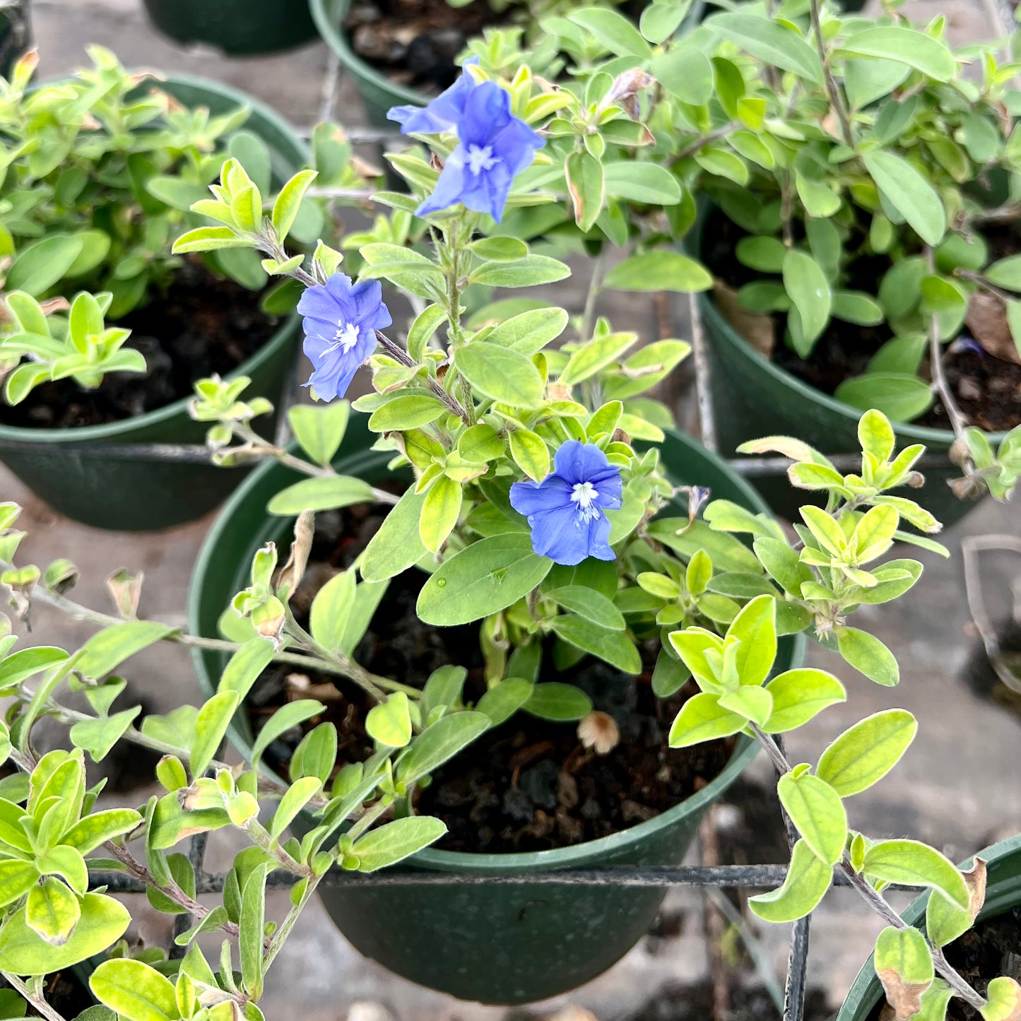 Blue Daze Morning Glory