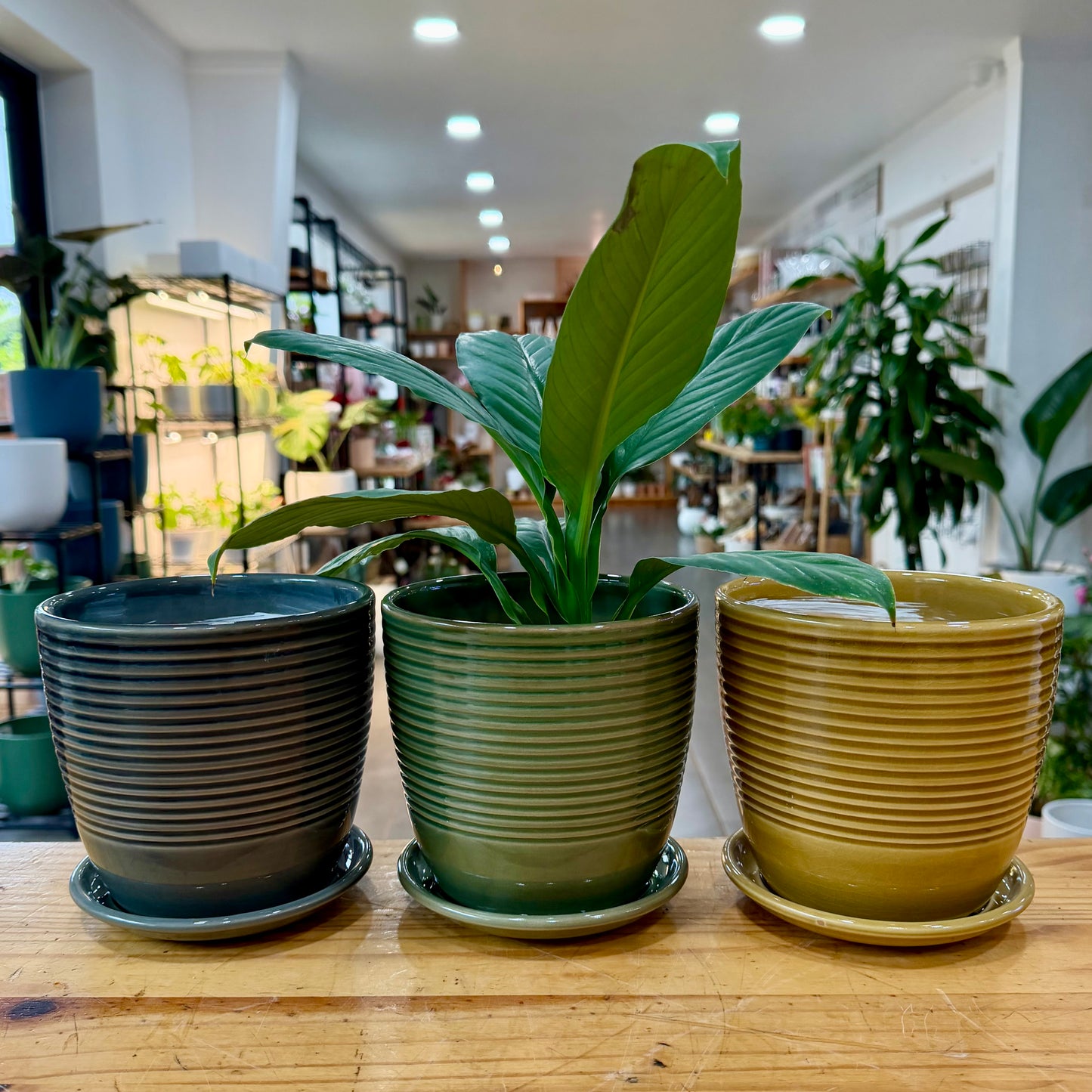Furrow Planter