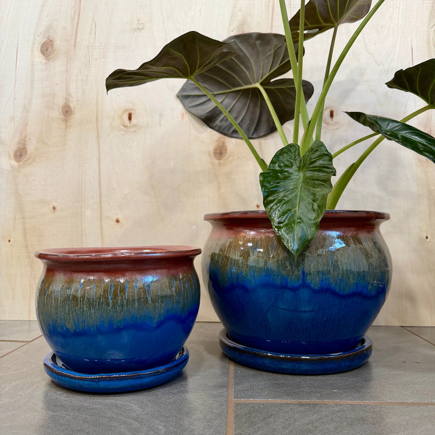 Fusion Fish Bowl Planters