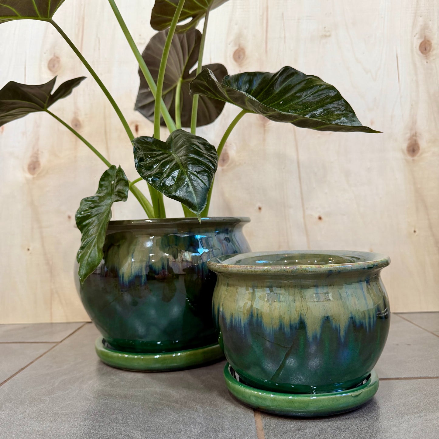 Fusion Fish Bowl Planters