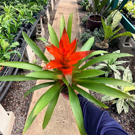 Guzmania 'Futura'