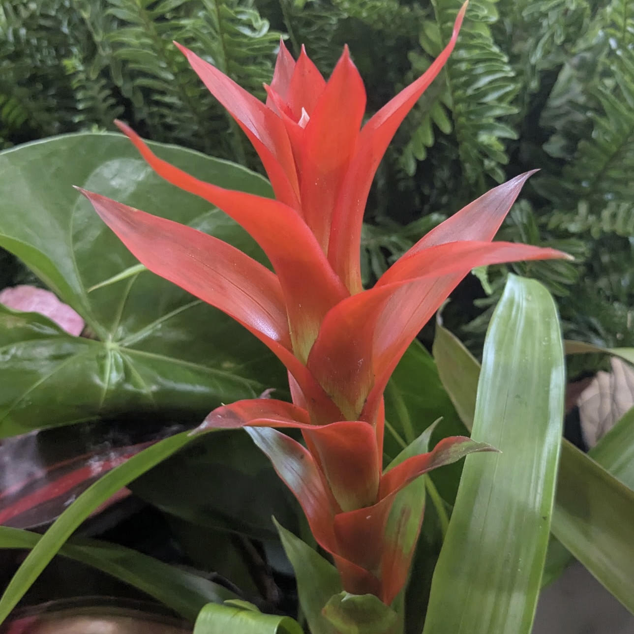 Guzmania 4"