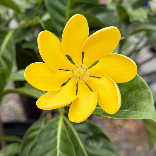 Gardenia 'Kula'