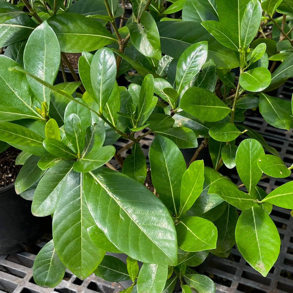 Gardenia, "Mini Tahitian"