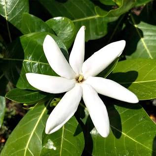 Gardenia, "Mini Tahitian"