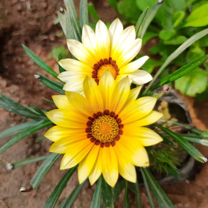 Gazania