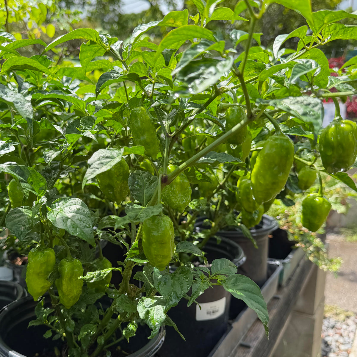 Ghost Pepper
