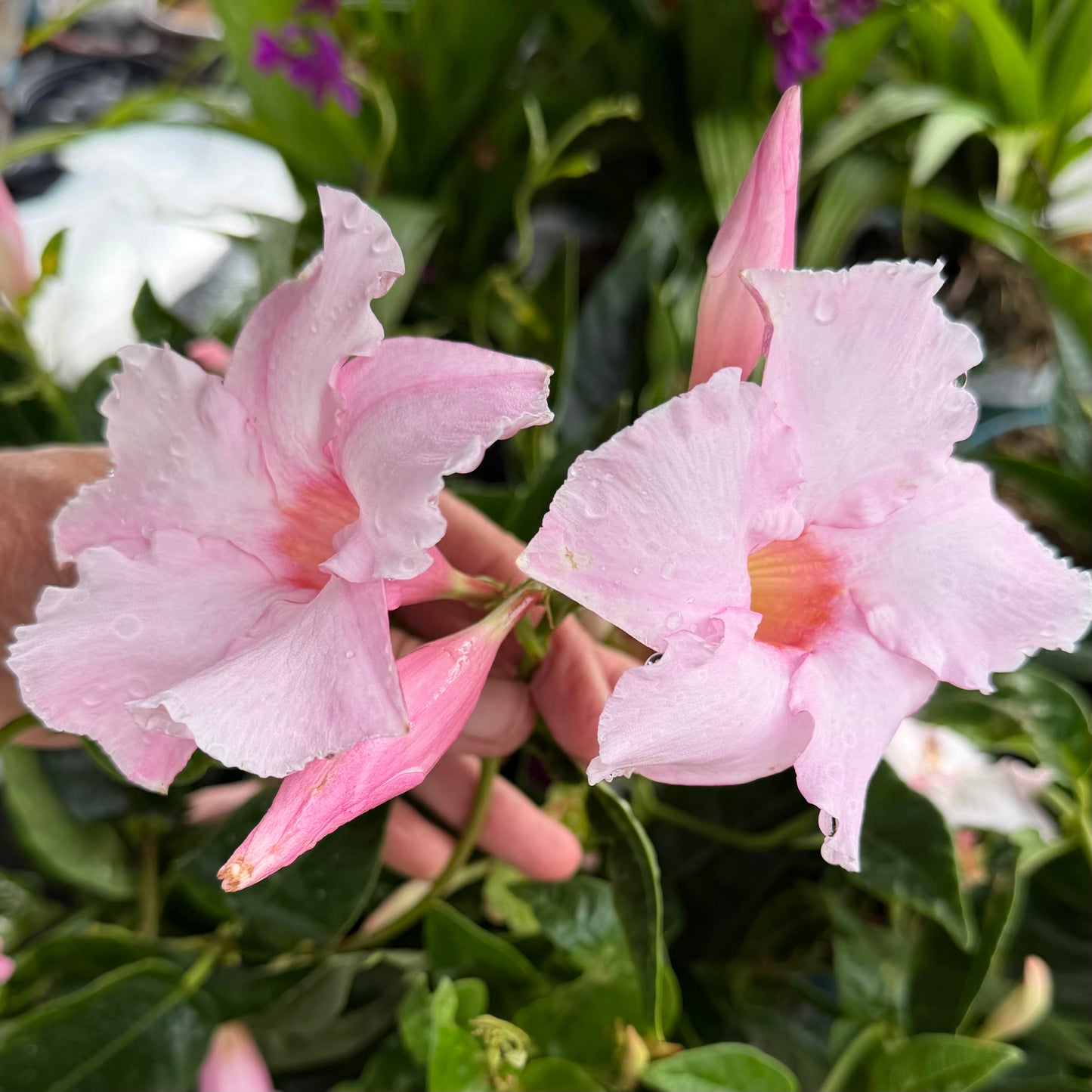 Mandevilla