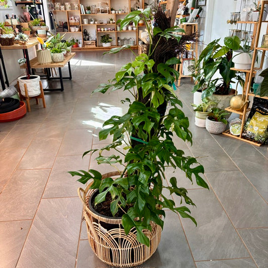 Rhaphidophora tertrasperma (Mini Monstera)