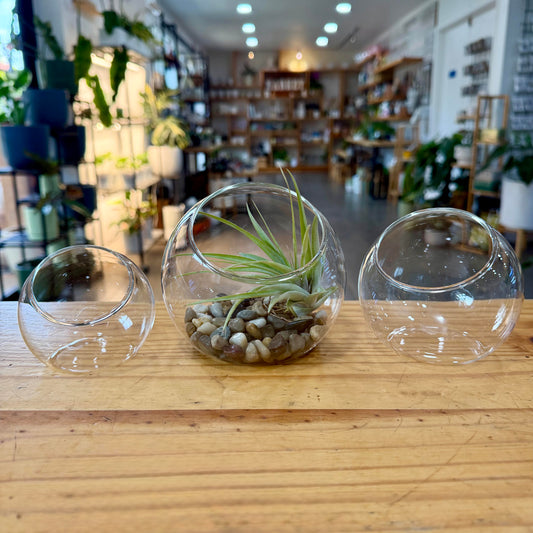 Terrarium - Slanted Glass Bowls