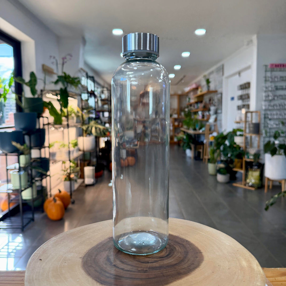 Terrarium — Glass with Stainless Lid