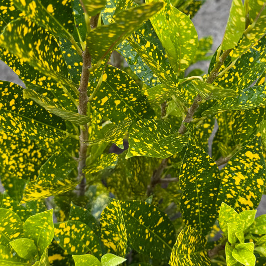 Croton 'Gold Dust'