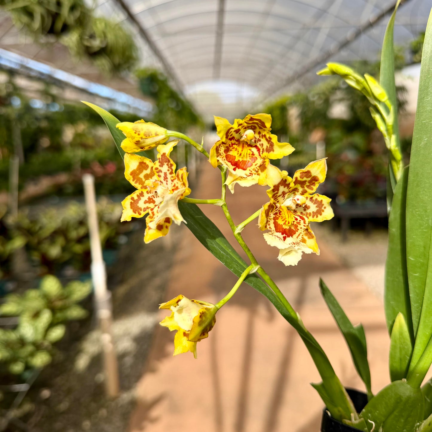 Oncidium Orchids