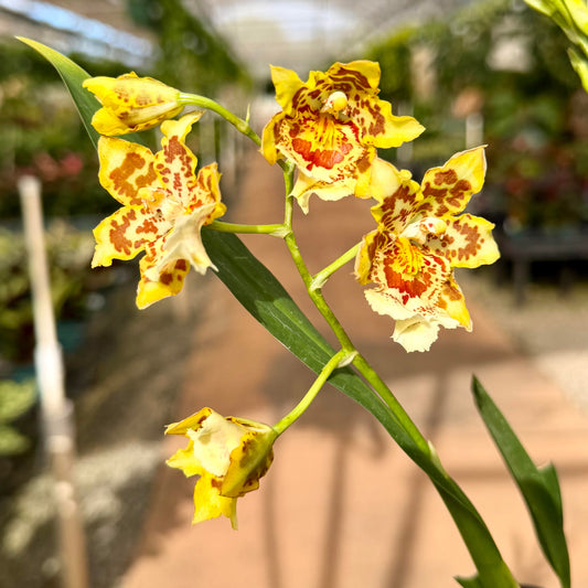 Oncidium Orchids