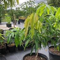 Golden Glow Mango