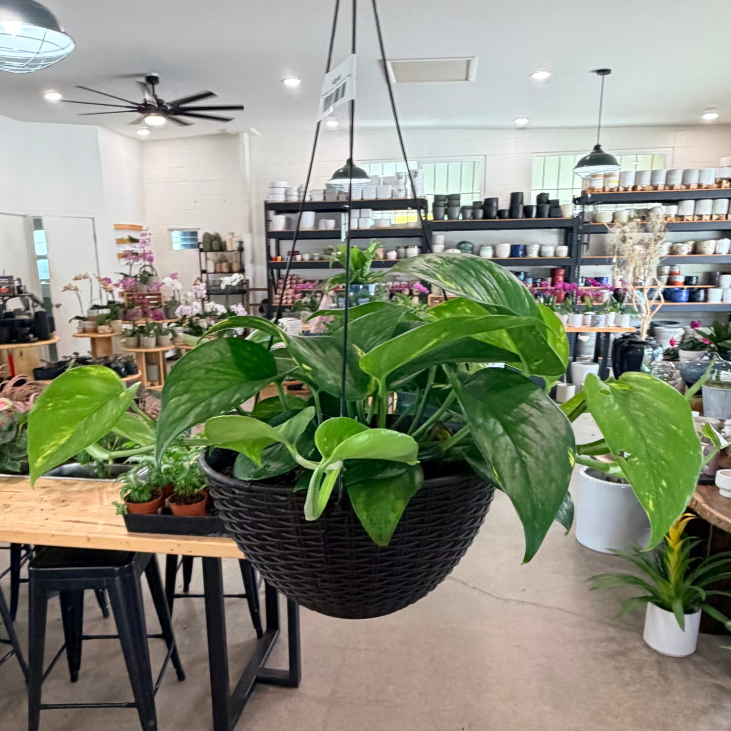 Epipremnum aureum, "Golden Pothos"