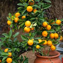 Dwarf Gold Nugget Tangerine