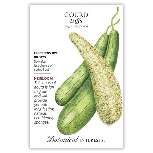 Gourd seeds 'Luffa'