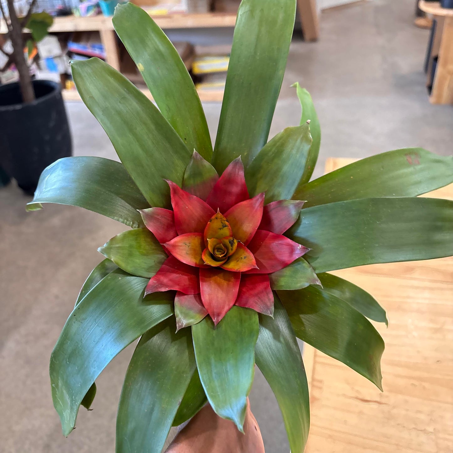 Guzmania 'Grado'